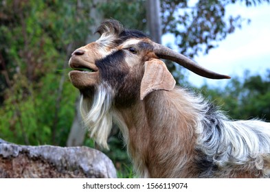 Chat goat billy buzzfeed The Goatman
