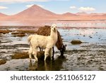 Andean Landscape: A Colorful Llama Amidst Bolivia