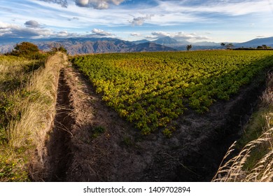 Andean Landscape Where Highlights The Extensive Hillside Crops Of The Province Of Imbabura And Carchi, Ecuador