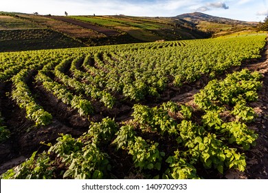 Andean Landscape Where Highlights The Extensive Hillside Crops Of The Province Of Imbabura And Carchi, Ecuador