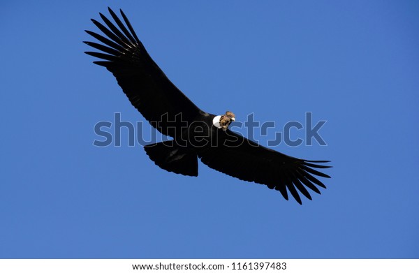 Andean Cóndor, a large bird that lives\
along the Andes mountain range. Vultur Gryphus.\

