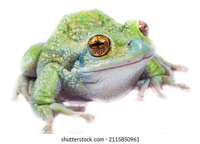 Andean marsupial frog on white background