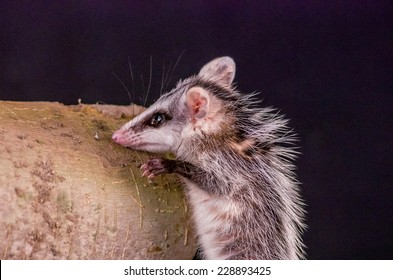 Andean White Eared Opossum Climbing A Branch Zarigueya Over Black Background