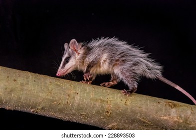 Andean White Eared Opossum On A Branch Zarigueya Over Black Background