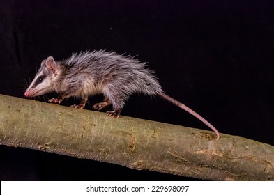 Andean White Eared Opossum On A Branch Zarigueya Over Black Background