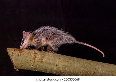 Andean White Eared Opossum On A Branch Zarigueya Over Black Background