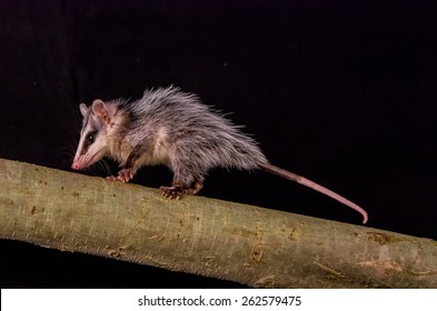 Andean White Eared Opossum On A Branch Zarigueya Over Black Background