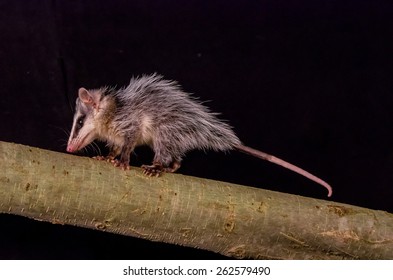 Andean White Eared Opossum On A Branch Zarigueya Over Black Background