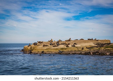 Anderson island the seal colony fur seal doggos swimming seascape in Cruising tour view in the Bass Strait at Wilson Promontory Victoria Australia, with blue sea and sky