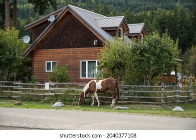 Anderson Lake BC, Canada - September 10, 2021:  A Horse Grazes On The Lawn Of A Rural House.