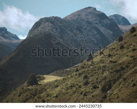 Andes Mountain and pictorial isolated tree form a tall view