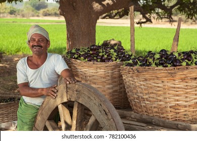 Andhra Pradesh ,India,March,17,2007: Harvesting  egg plants. Happy rural farmer  stands next to collected egg plants in bamboo baskets on bullock cart for  market supply,Andhra Pradesh,India,