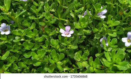 Andhra Pradesh,India - May 19 2020: An aquatic plant Bacopa monnieri's isolated flower and leaves.It is also known as Brahmi flower in Inda which is used in Ayurvedic medicine to improve  cognition
