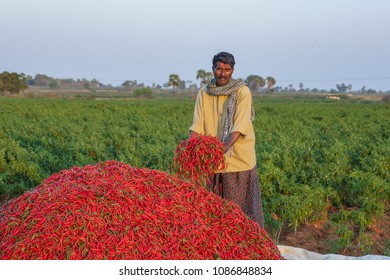 Andhra Pradesh,India,January 27,2011: Portrait Of Unidentified Local Farmer In Traditional Dress Proudly Holding Harvested,red Chillies,pepper Crop Yield In His Farm Andhra Pradesh ,India ,Asia