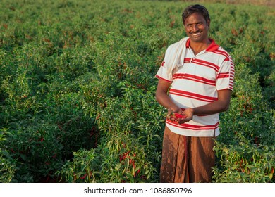 Andhra Pradesh,India,January 27,2011: Portrait Of Unidentified Local Farmer Smiling  With Traditional Dress Holding Chillies,pepper Crop Yield In His Farm, Andhra Pradesh ,India ,Asia