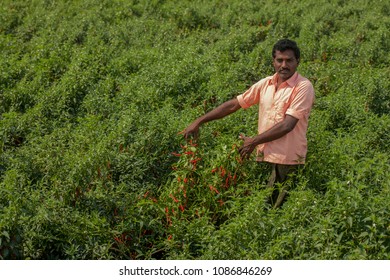 Andhra Pradesh,India,January 28,2011: Portrait Of Local Unidentified Farmer Holding Chillies,pepper  Plant Crop Yield In His Farm , Andhra Pradesh ,India ,Asia