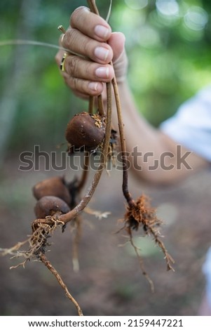 Andiroba seed from the Amazon Forest.