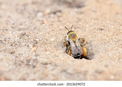 Andrena Flavipes Bee, Is A Species Of Solitary Bee