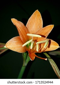 Androecium And Gynoecium Of A Flower