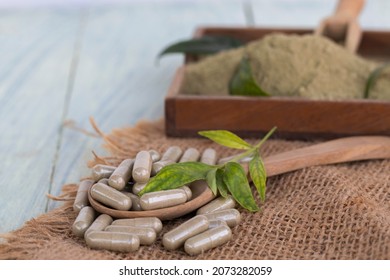 Andrographis Paniculata capsules in wooden spoon and leaves and paniculata extract powder in wooden saucer on sack and on old white wooden background.