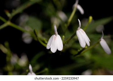 Andrographis paniculata is a very important herb used to prevent and inhibit the corona virus. Selective focus and blurred background. - Shutterstock ID 2259233947