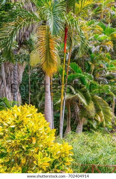 Andromeda Botanic Gardens Barbados Caribbean Stock Photo Edit Now