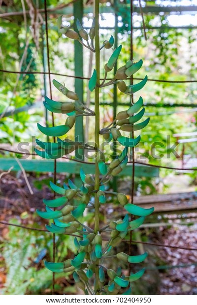 Andromeda Botanic Gardens Barbados Caribbean Stock Photo Edit Now