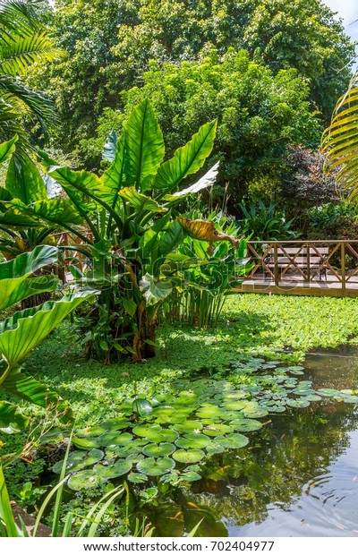 Andromeda Botanic Gardens Barbados Caribbean Stock Photo Edit Now