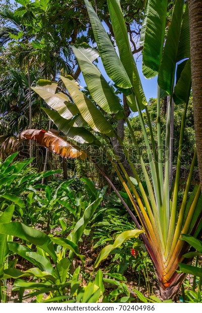 Andromeda Botanic Gardens Barbados Caribbean Stock Photo Edit Now