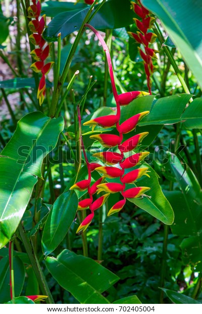 Andromeda Botanic Gardens Barbados Caribbean Royalty Free Stock