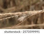 Andropogon ternarius  is a perennial warm-season grass. It is a clump-forming grass that thrives in dry, sandy, or rocky soils, making it an excellent choice for xeriscaping or erosion control.