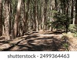 Andy Goldsworth WInding Wooden Sculpture Through the Presidio Forest