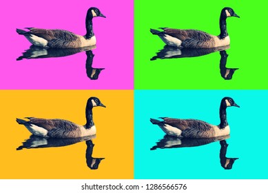 Andy Warhol Like Photo, With Photo Of Canadian Geese Floating In Water With Four Different Background Colors; Pink, Green, Orange, Blue