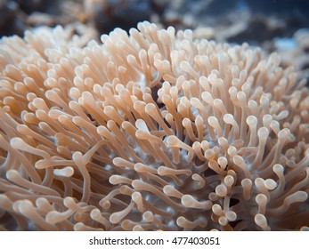 anemone