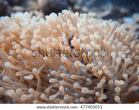 anemone