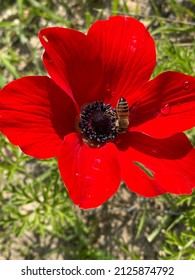 Anemone with a bee inside 