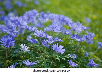 Anemone Blanda