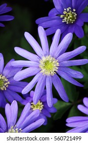 Anemone Blanda