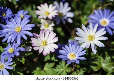 Anemone Blanda