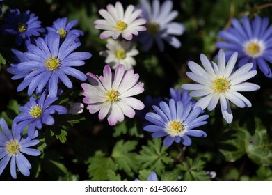 Anemone Blanda