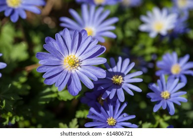 Anemone Blanda Blue