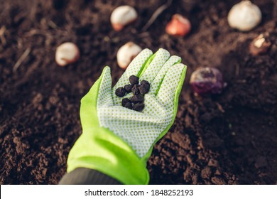 Anemone Bulbs Fall Planting. Woman Gardener Holding Handfull Of Roots Ready To Put In Soil. Autumn Gardening Work