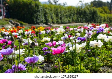  Anemone Chinensis ,Poppy Anemone Windflower