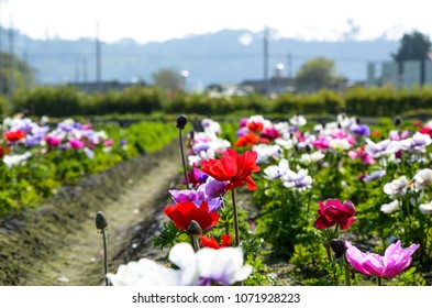 56 Anemone chinensis Images, Stock Photos & Vectors | Shutterstock