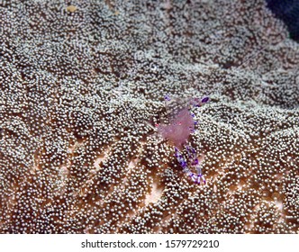 Anemone Cleaner Shrimp On Anemone Siquijor Philippines