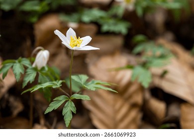 anemone closeup in forest, spring time flowers, white wildflower in forest, anemone nemorosa macro, copy space

