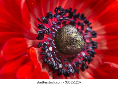 Anemone, close-up, macro.
