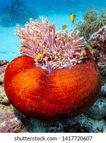 Anemone Clown Fish Great Barrier Reef