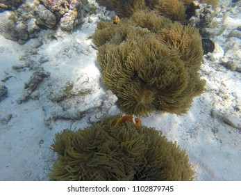 Anemone Clown Fish - Maldives