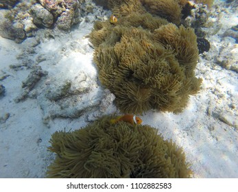 Anemone Clown Fish - Maldives